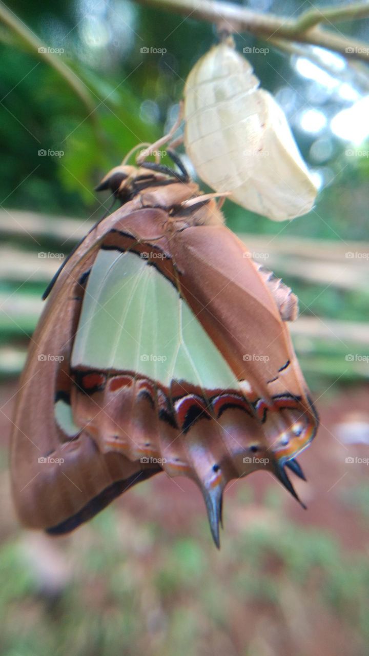 The butterfly that is still perched on the cocoon