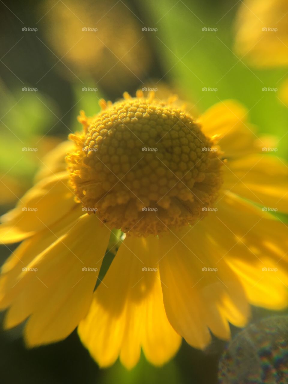 Yellow and green closeup