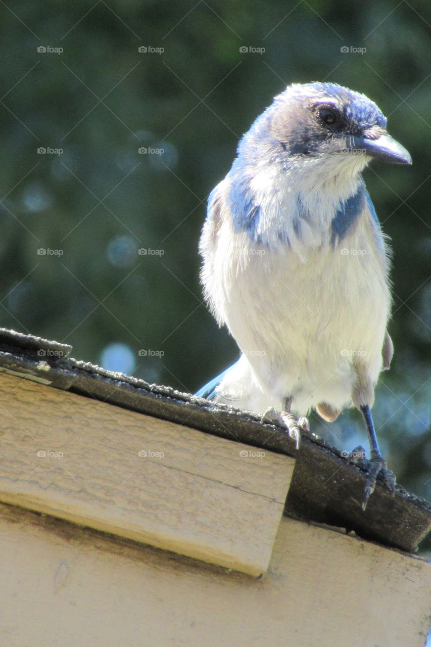 Blue Jay