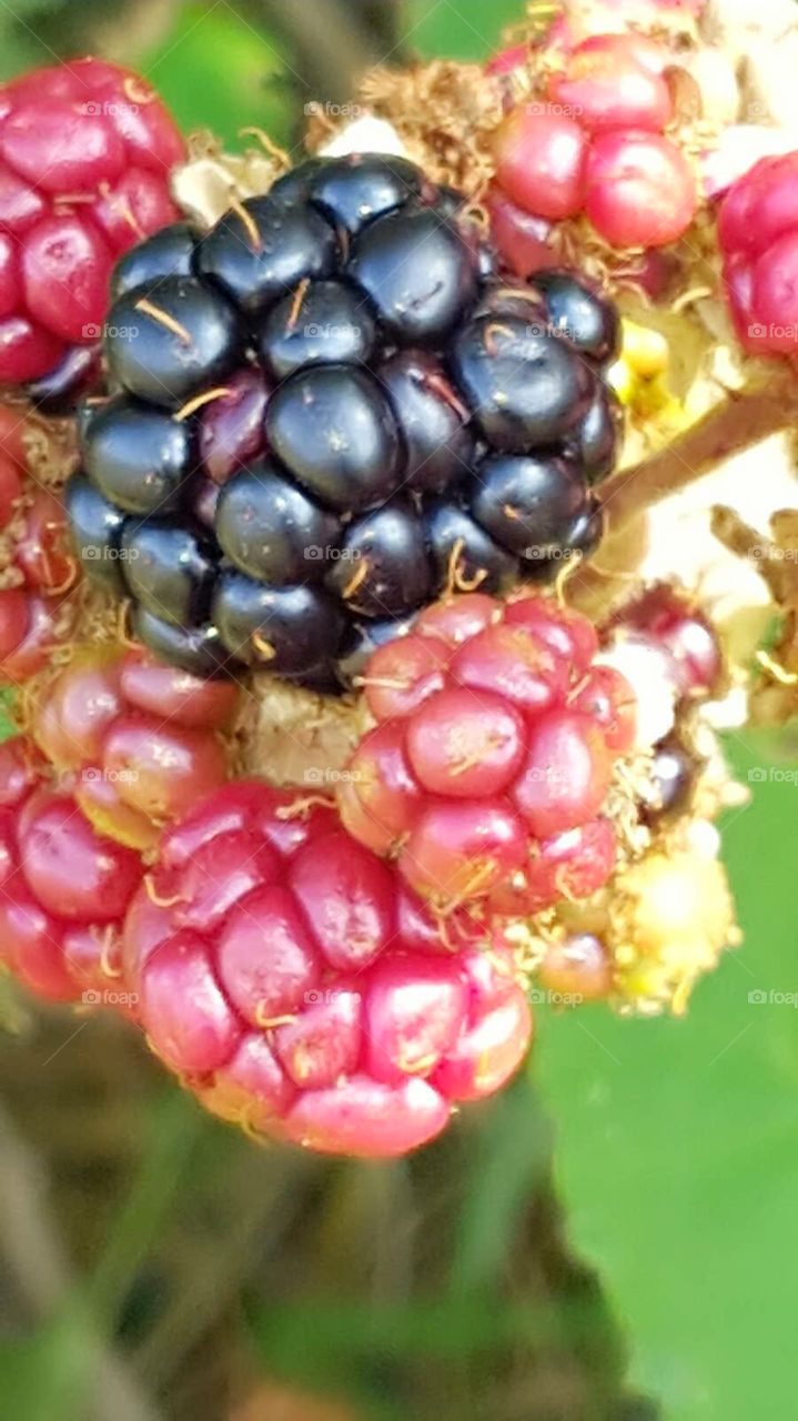 Brombeeren