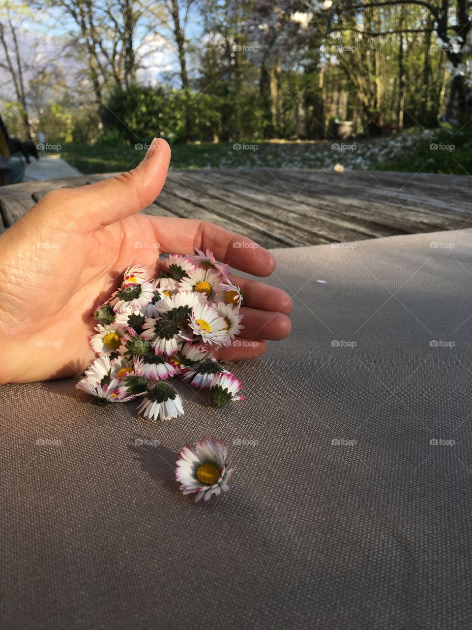 Hand with daisies
