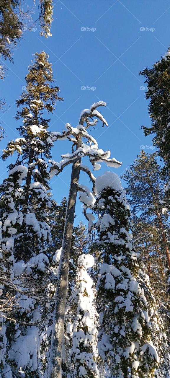 Old snowy trees in Lapland, Finland