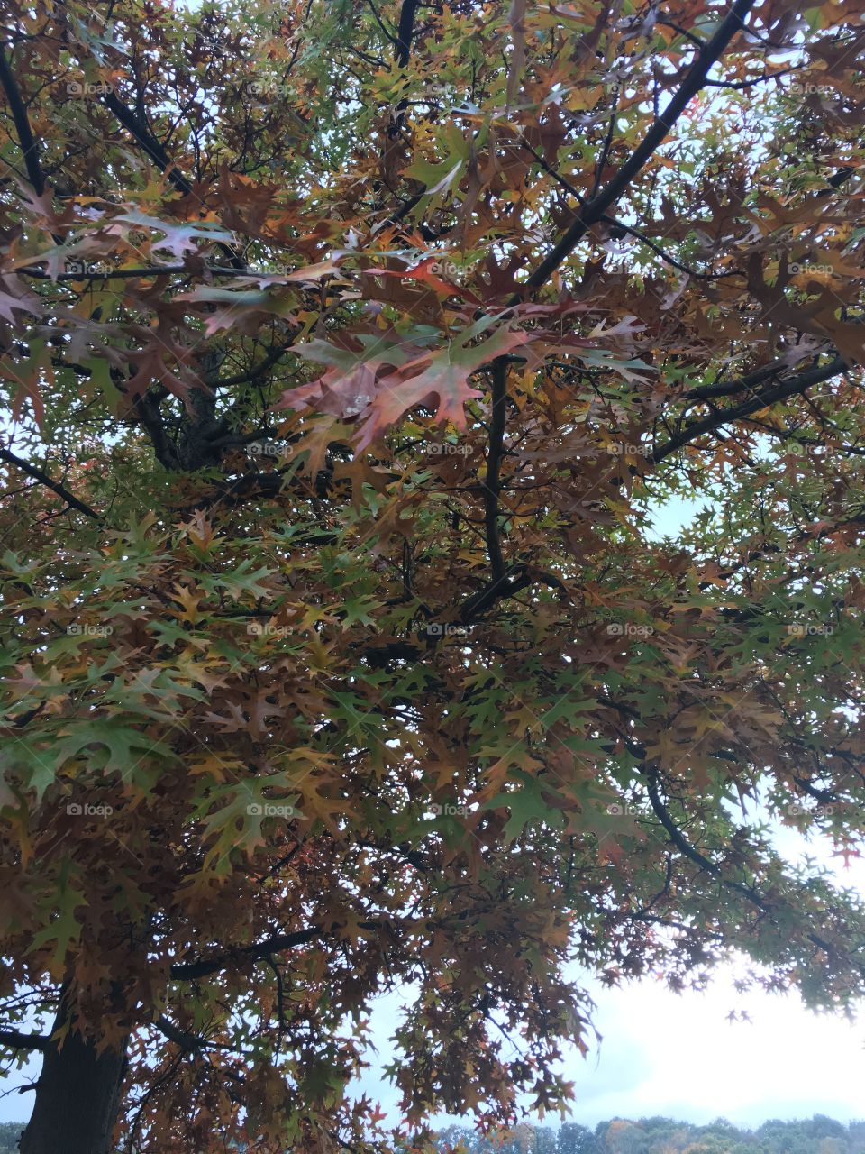 Fall Leaves 