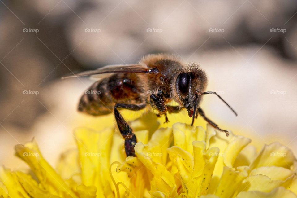 A bee at the yellow spring flower