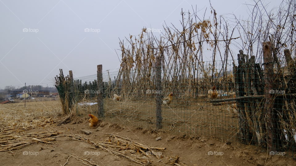 rural free-ranging chickens