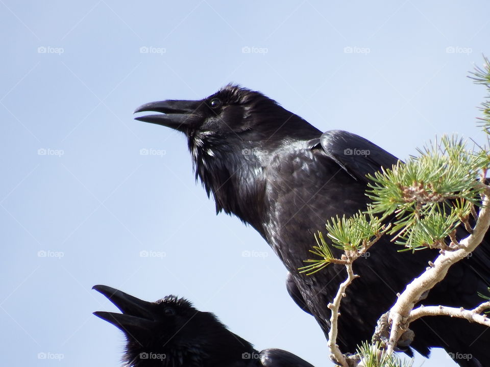 Large black birds atop an evergreen tree.