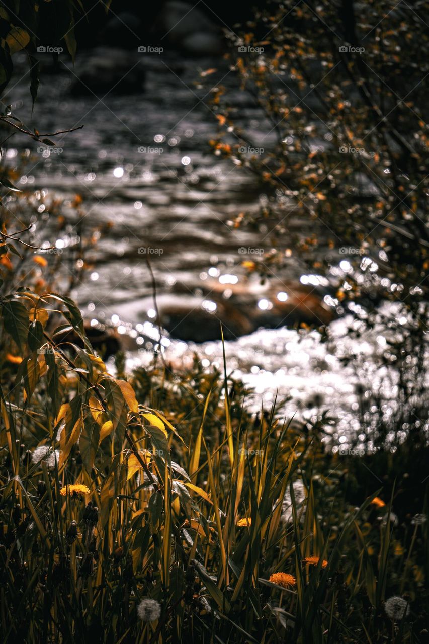 Macro of grass near the stream.