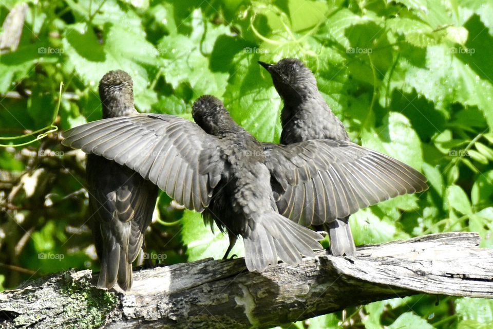 Baby starlings on a branch, one with its wings over the other two