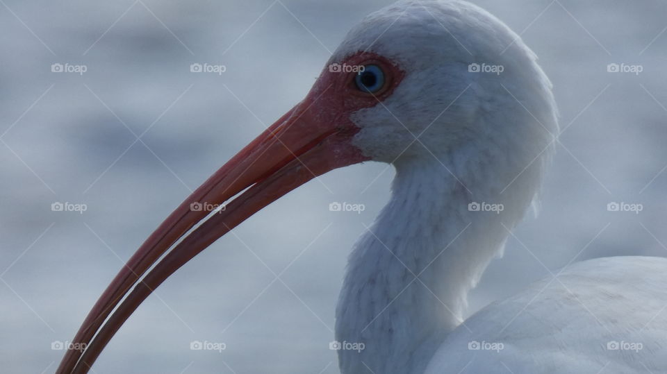 ibis