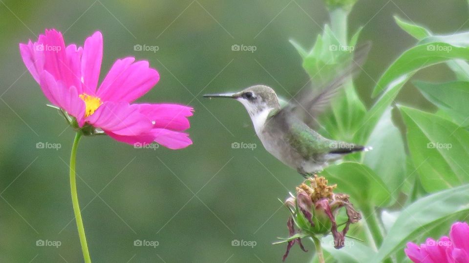 Hummingbirds 