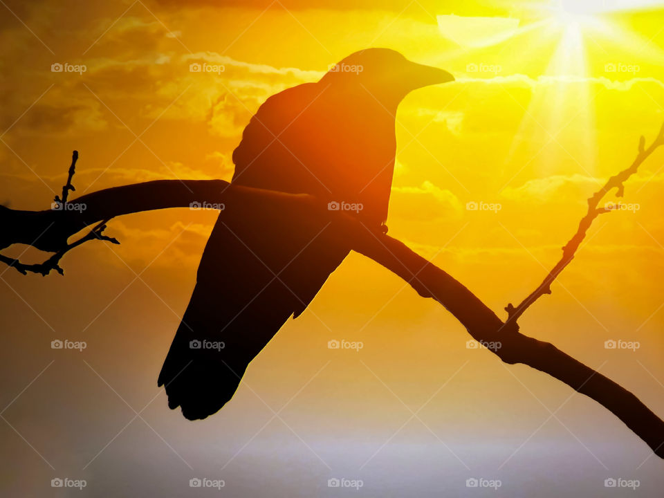 Raven Bird Perched On Branch In The Sunset Sky