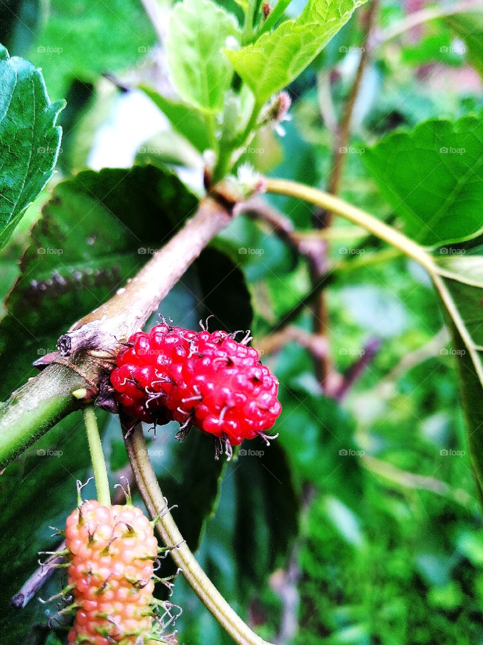 sweet mulberries