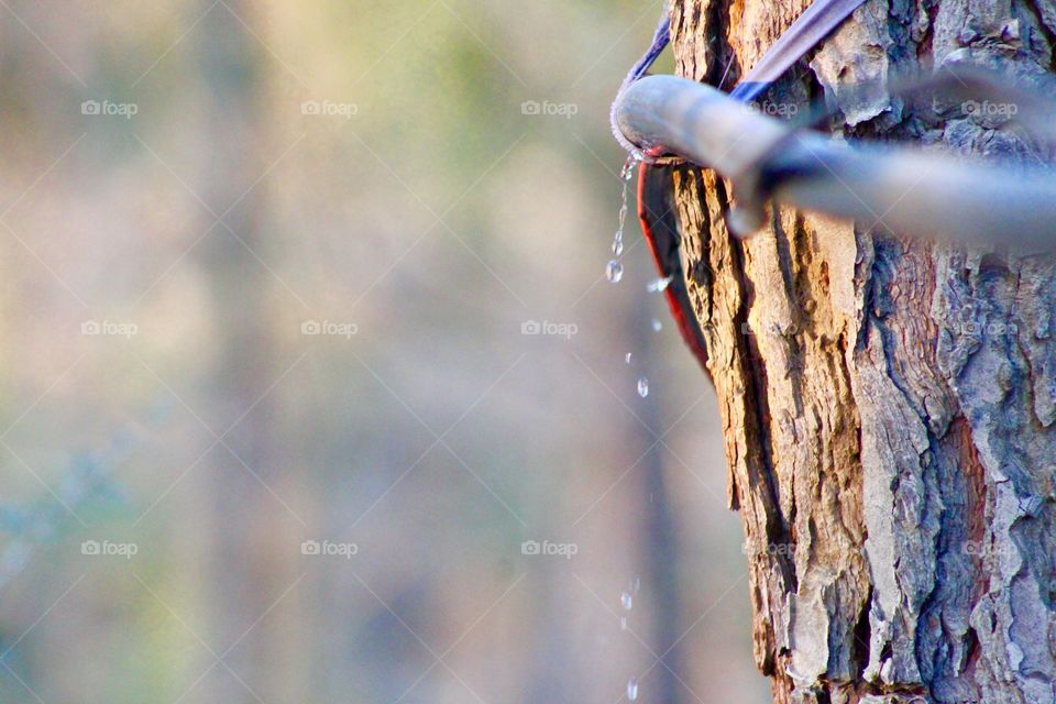 Dropping of water from Tree