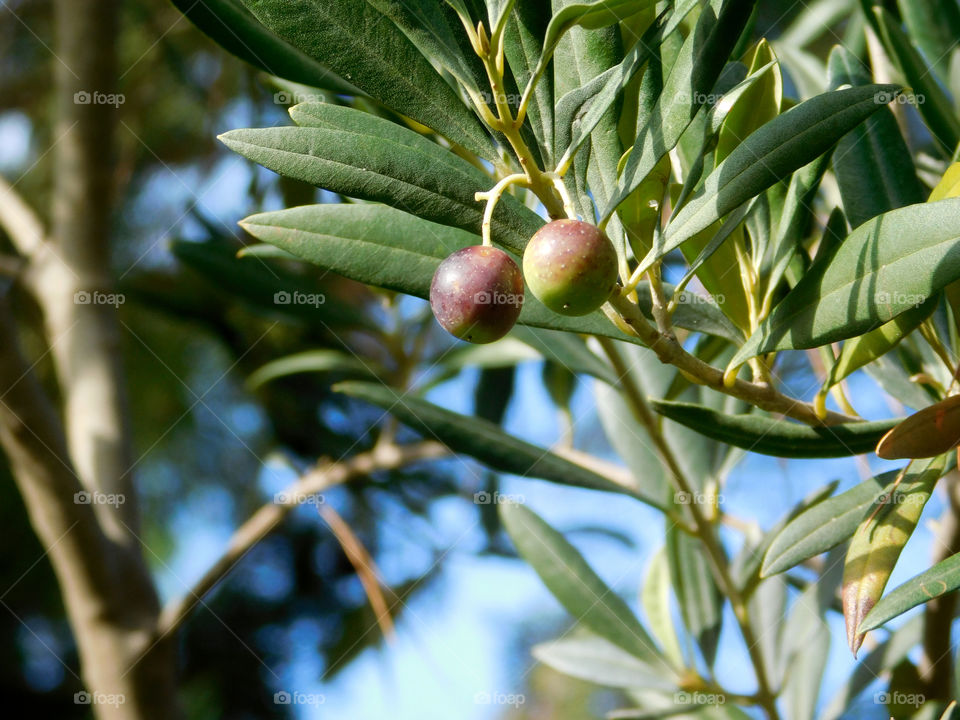 olive tree