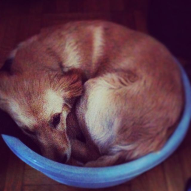 My dog