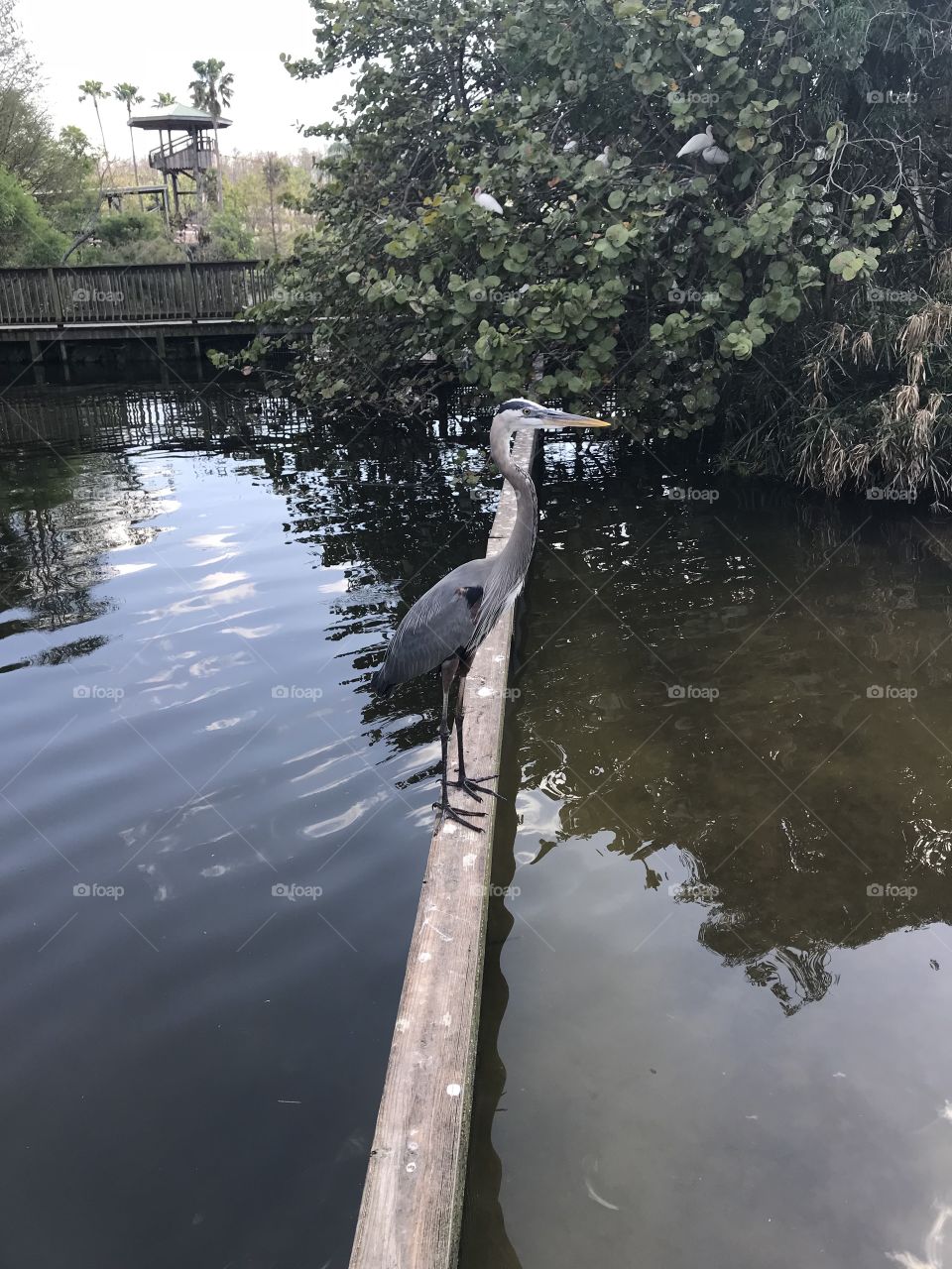 A heron enjoying the warmth of the summer