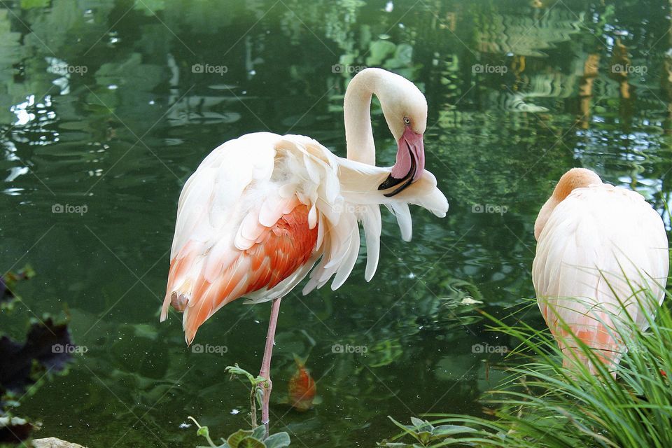 aquatic birds are looking for food in the lake