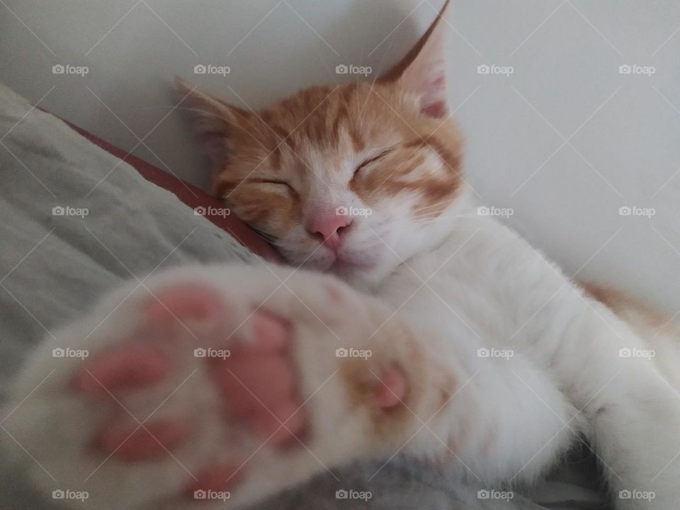 Look at my paw 🔥❤️🧡