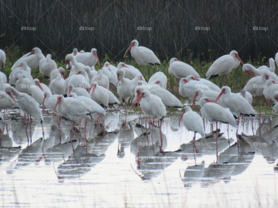 Flock of Ibis