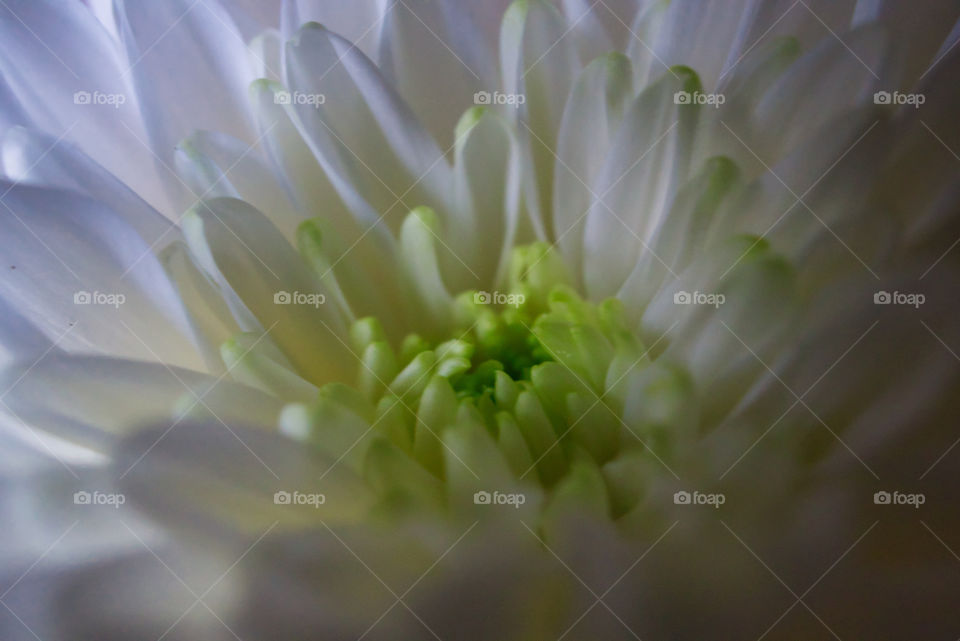 macro pic of chrysanthemum