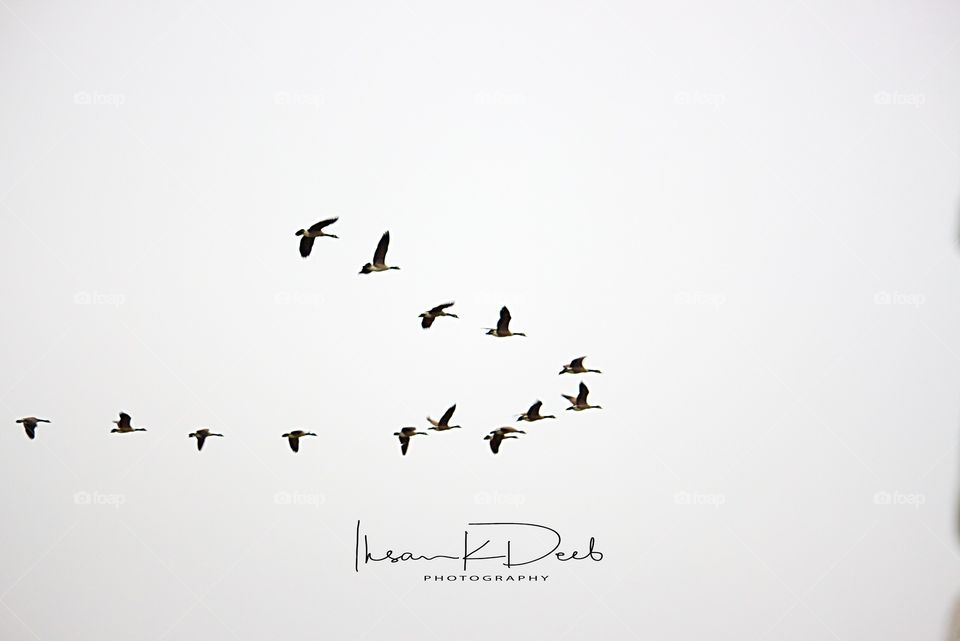Flock of geese flying home/the Flying V 
