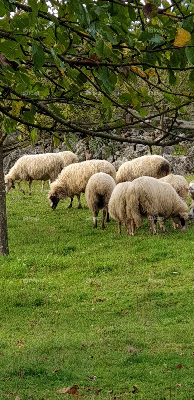 sheeps under the tree