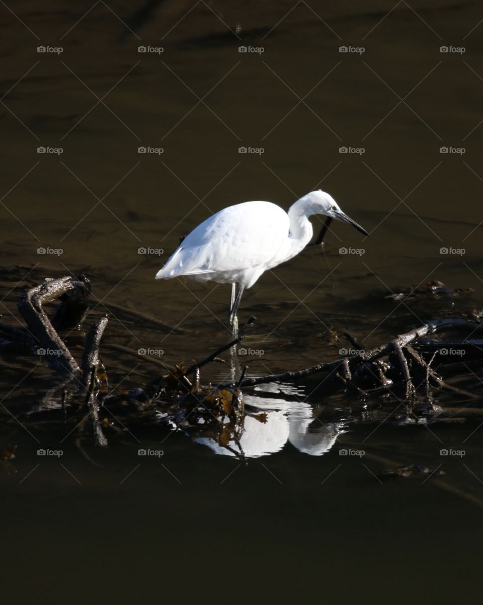 Egret 