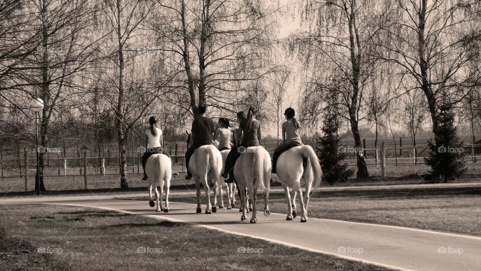 White horses walking