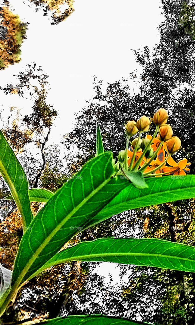 signs of autumn golden brown