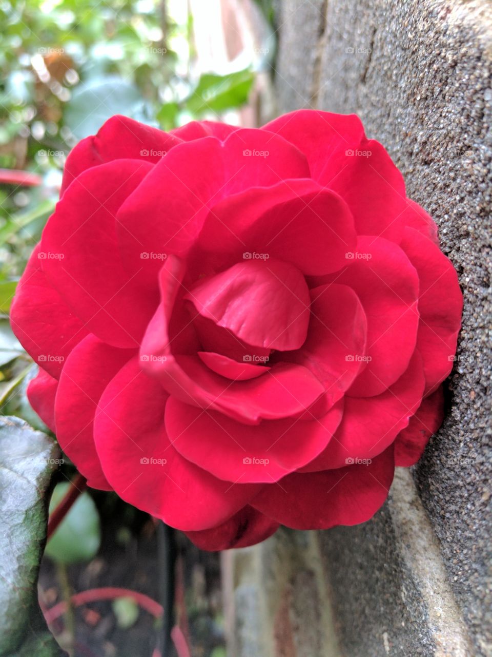 beautiful red rose