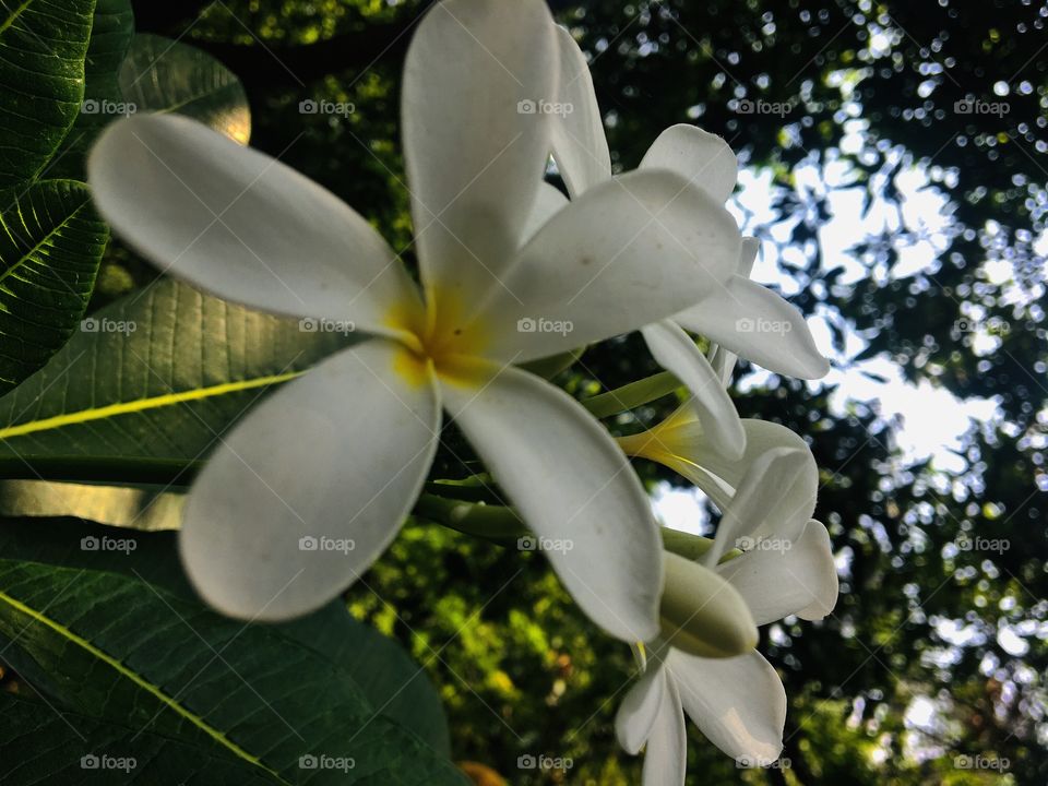 Nature without filters 🌸