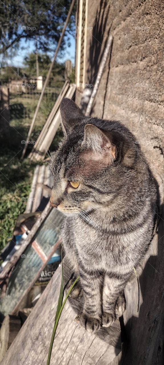 animais de estimaçãos