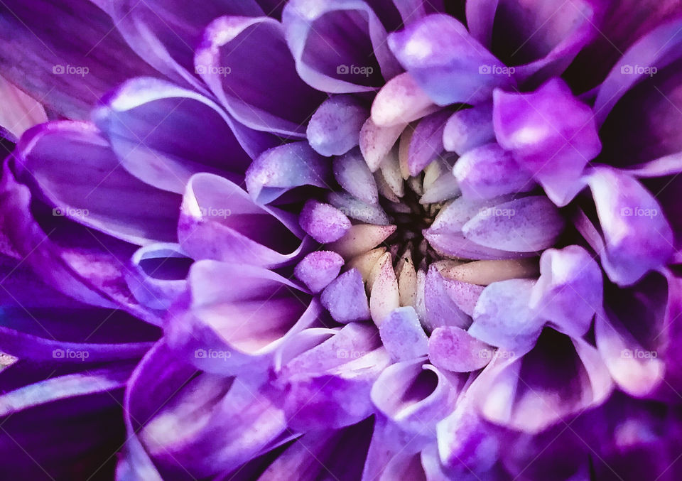 Purple Mum