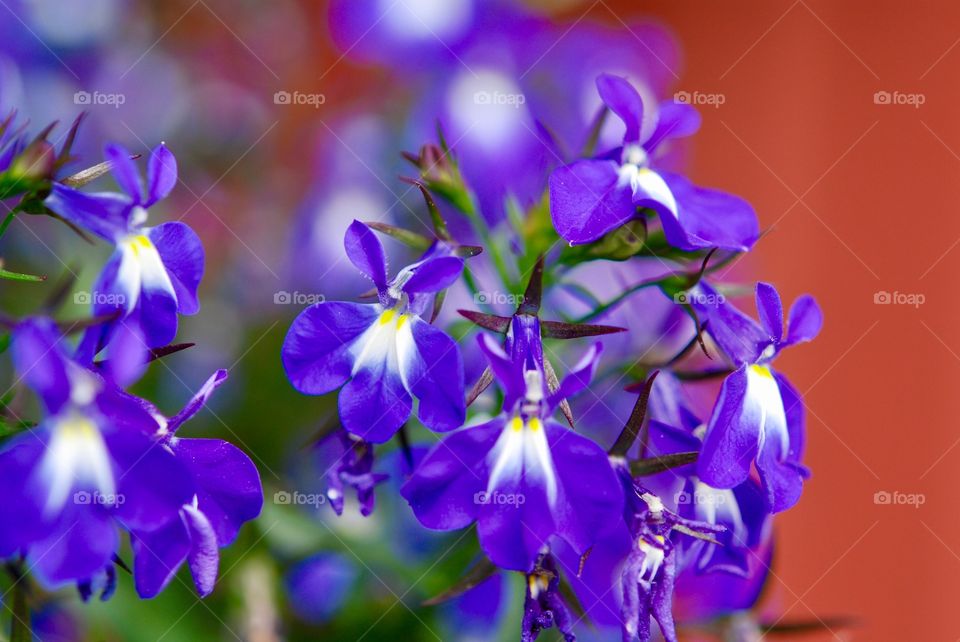 lobelia