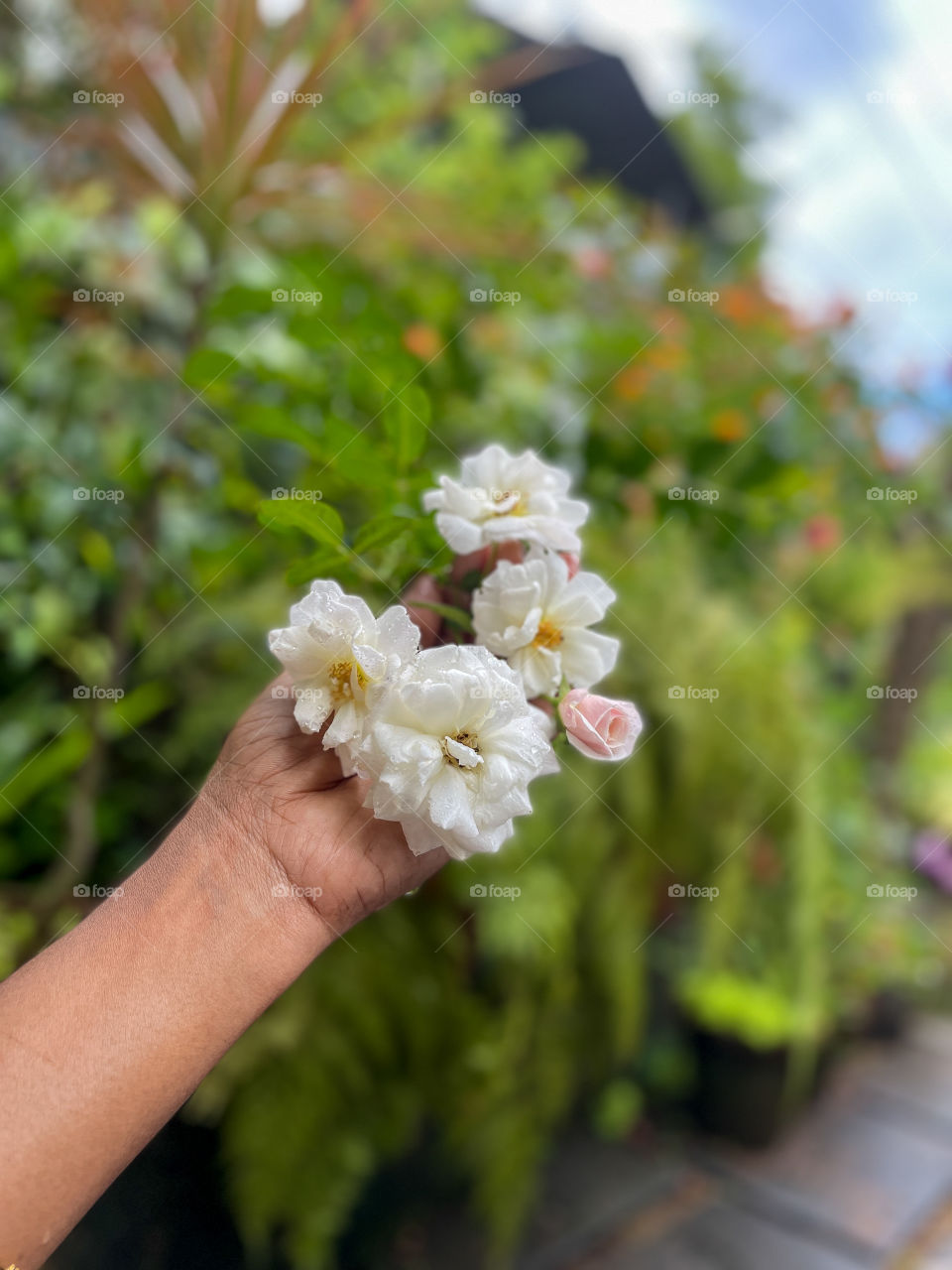 Portraits of a plant 