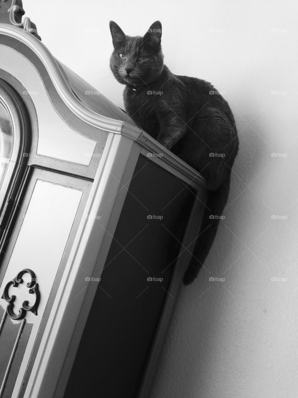 Cat up high