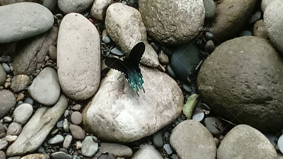 Butterfly on the rocks of riverbank