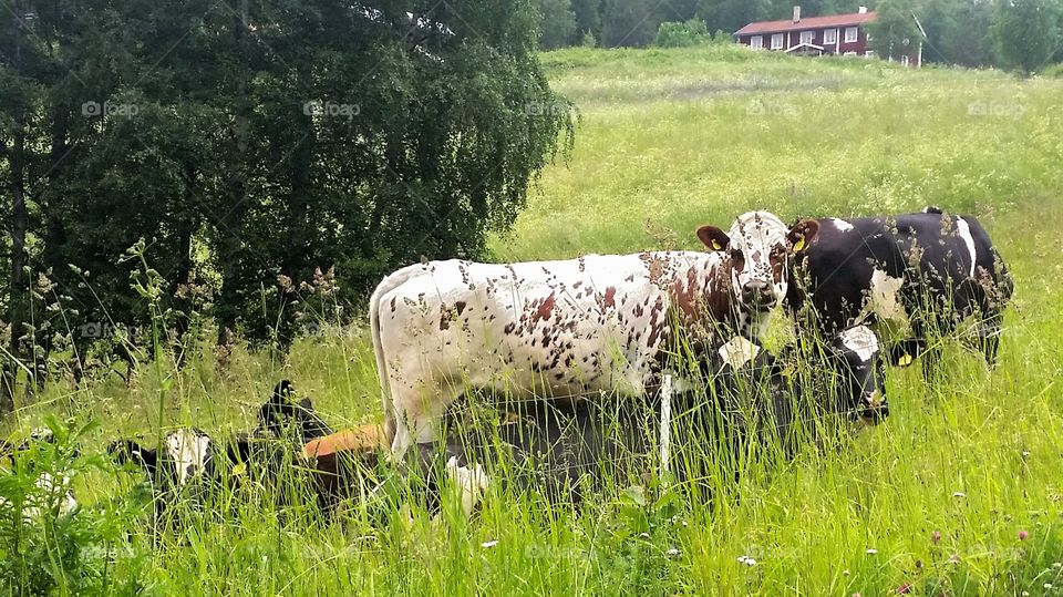 Summer in the cow pasture!