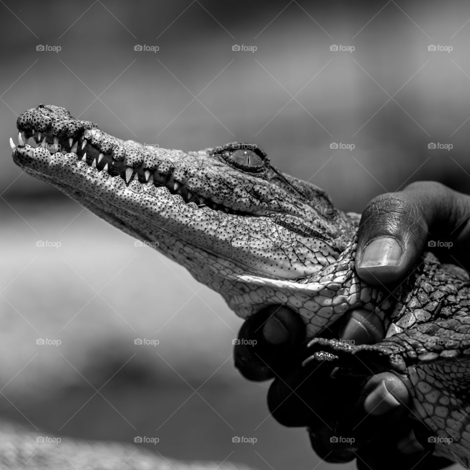 Young Crocodile