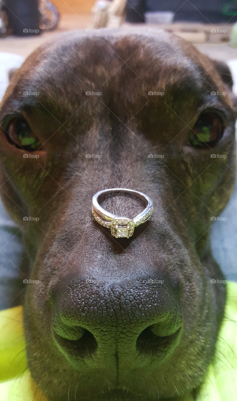 Bella with my ring on her nose