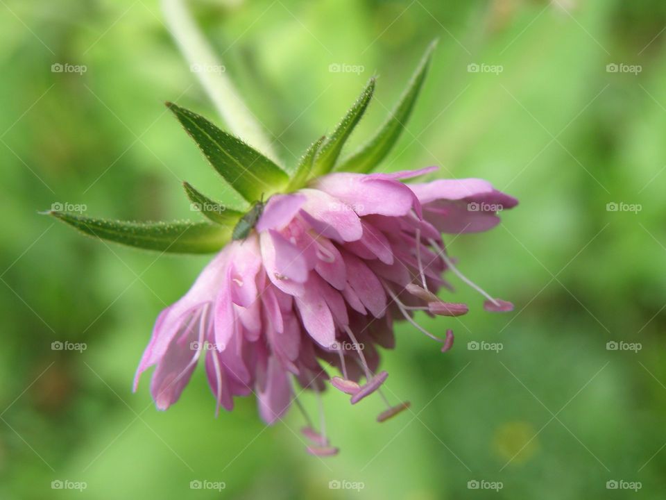 Macro of pink flower