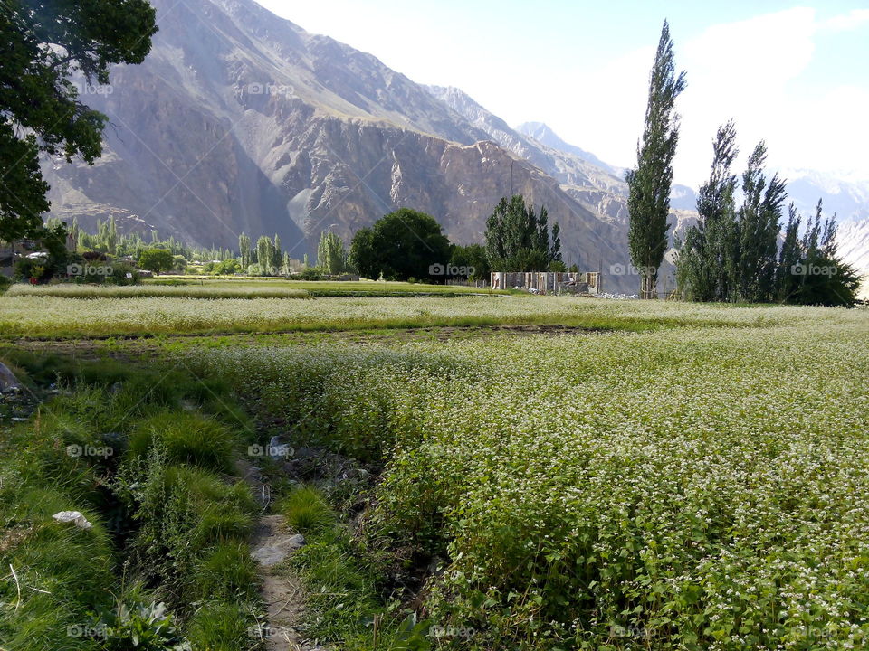 Everywhere looking green, it is a village of Leh Laddakh called Bongdang.