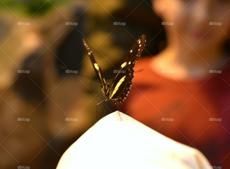 butterfly portrait