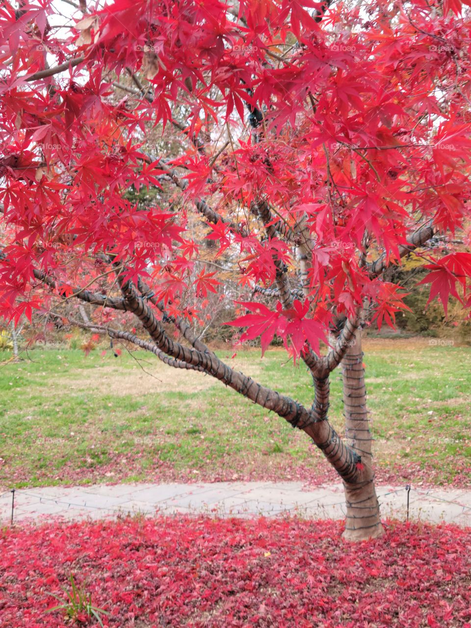 Fall leaves @ Brookside Gardens