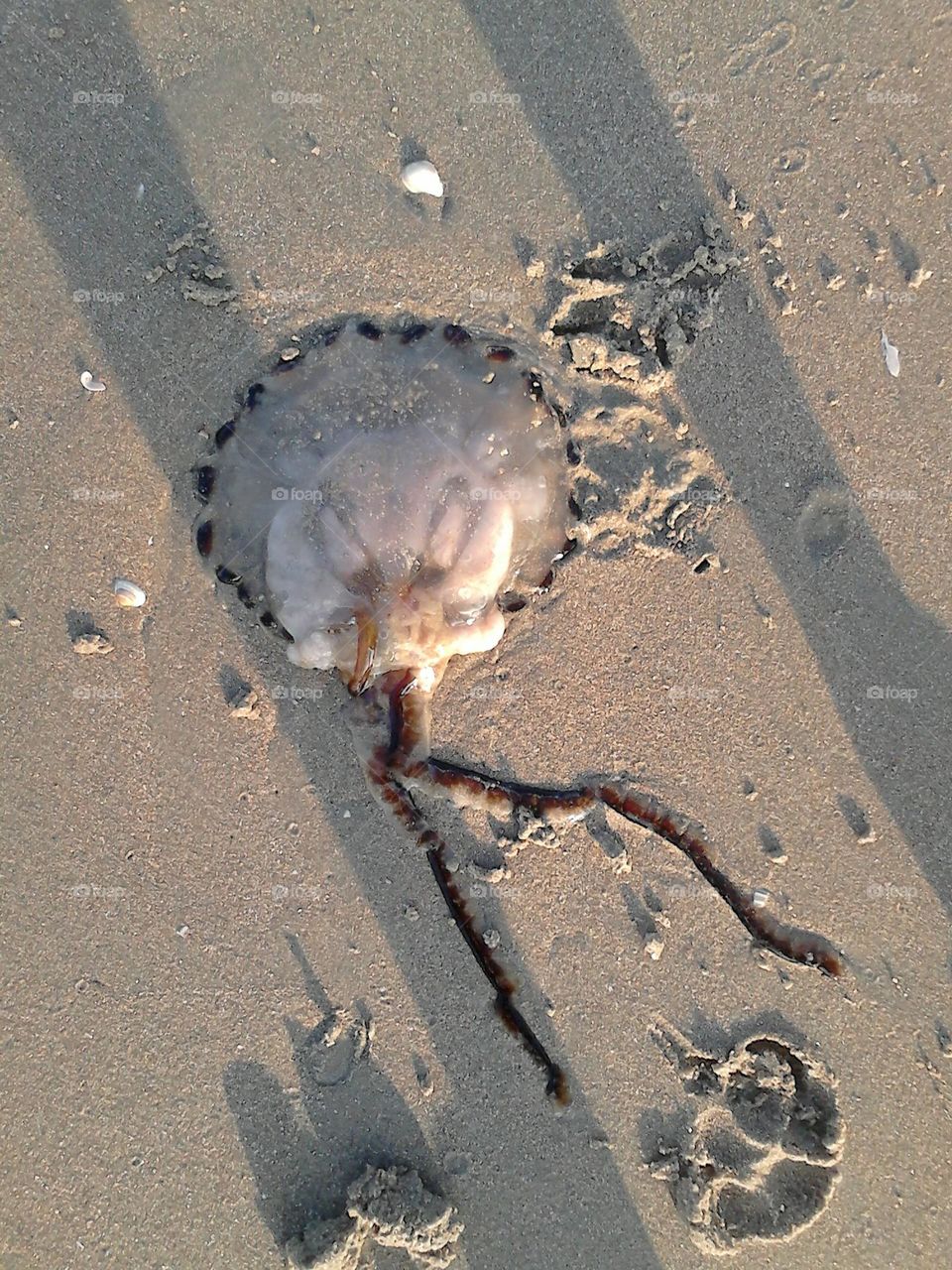 Jellyfish