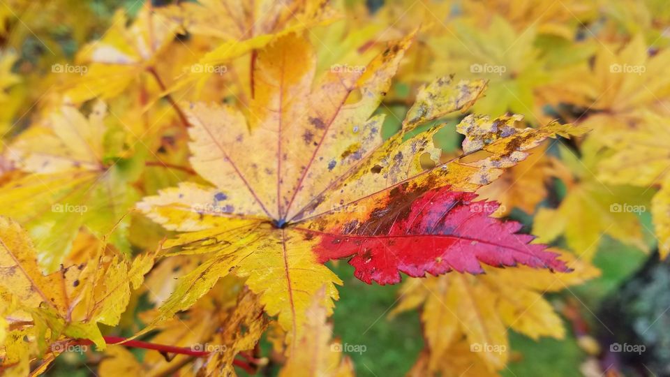 Colorful maple leaves