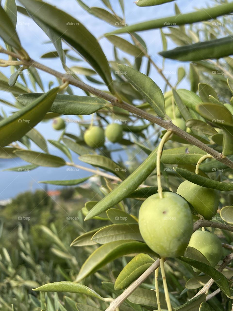 Green olive trees with view of the Adriatic Sea.