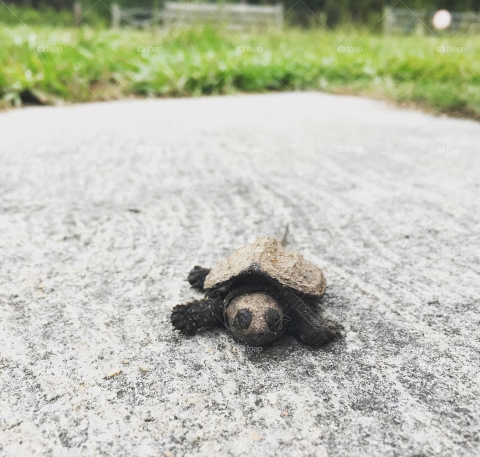 Hello, turtle