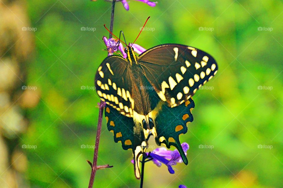 Winged beauty 