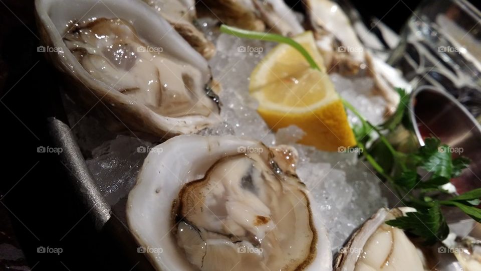 oysters